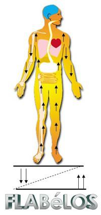 FLABeLOS mozgásterápia